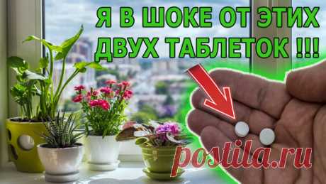 2 ТАБЛЕТКИ НА ЛИТР ВОДЫ И ВАШИ РАСТЕНИЯ ПОЗЕЛЕНЕЮТ И ПЫШНО ЗАЦВЕТУТ ДАЖЕ ЗИМОЙ. УХОД ЗА ДОМАШНИМИ ЦВЕТАМИ ЗИМОЙ. | Роман Буров TV | Дзен