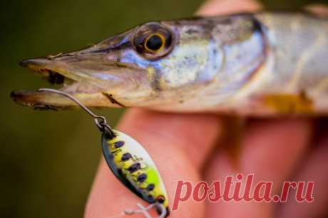 Узкий канал. Колебалки-Воблеры. Щука. Всем привет! Зима приближается всё ближе и ближе, а вместе с ней и появляется лёд на водоёмах. В прошедшие выходные мне очень хотелось половить щуку на карьерах, но к моему разочарованию в субботу на карьерах встал лёд. Пришлось ехать на озеро и утешаться окуньками.