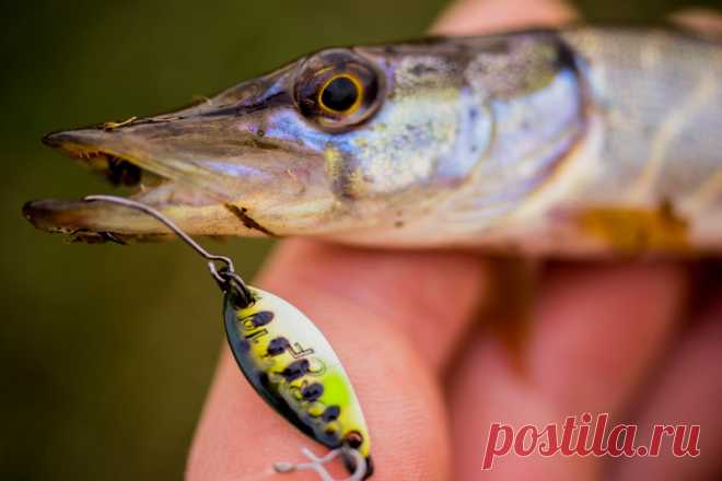 Узкий канал. Колебалки-Воблеры. Щука. Всем привет! Зима приближается всё ближе и ближе, а вместе с ней и появляется лёд на водоёмах. В прошедшие выходные мне очень хотелось половить щуку на карьерах, но к моему разочарованию в субботу на карьерах встал лёд. Пришлось ехать на озеро и утешаться окуньками.