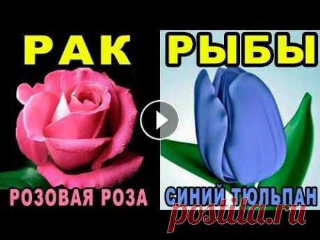 Какой Ты Цветок по Знаку Зодиака? Цветочный Гороскоп по Дате Рождения | Цветы на 8 Марта  Какой ты ЦВЕТОК по ЗНАКУ ЗОДИАКА. Все девушки прекрасны и похожи на цветы! В этом ты можешь убедиться, посмотрев цветочный гороскоп! Zodiac Signs &amp; Su...