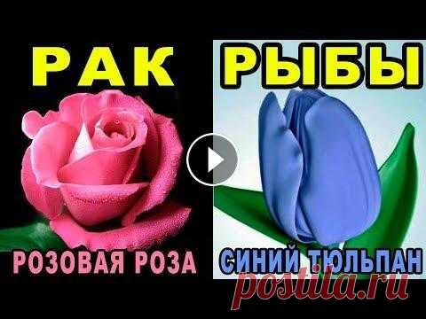 Какой Ты Цветок по Знаку Зодиака? Цветочный Гороскоп по Дате Рождения | Цветы на 8 Марта  Какой ты ЦВЕТОК по ЗНАКУ ЗОДИАКА. Все девушки прекрасны и похожи на цветы! В этом ты можешь убедиться, посмотрев цветочный гороскоп! Zodiac Signs & Su...