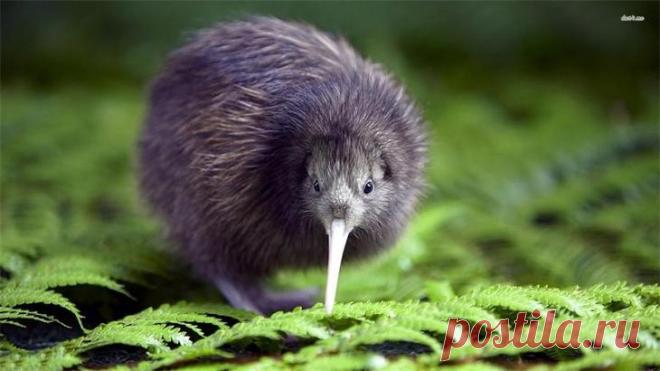 10 не летающих птиц, доживших до наших дней