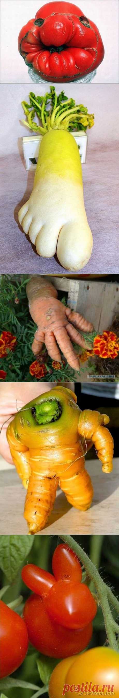 Природа шутит