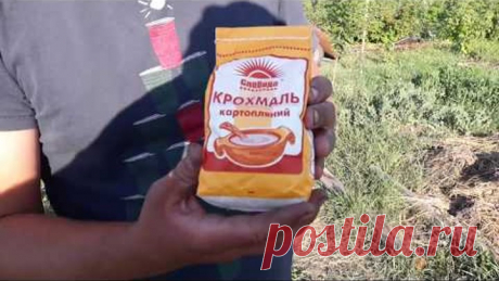 ЭФФЕКТИВНОЕ УДОБРЕНИЕ ДЛЯ СМОРОДИНЫ