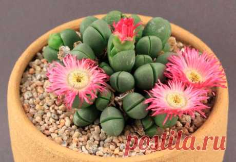 Аргиродерма комнатная