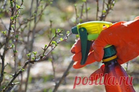 Обработка садовых культур от вредителей и болезней ранней весной
С приходом весны, когда природа оживает, садовые культуры нуждаются в особом уходе. С наступлением положительных температур воздуха пробуждаются не только растения, но и насекомые-вредители: листоблошки, тля, пилильщики, моль, долгоносики др. Для того чтобы собрать хороший урожай, необходимо уже в начале весны задуматься о борьбе с...
Читай дальше на сайте. Жми подробнее ➡