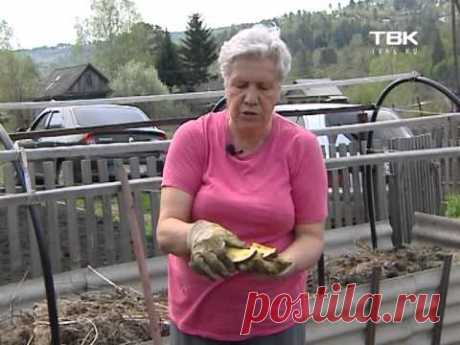 Советы тети Тани. Посадка картофеля.