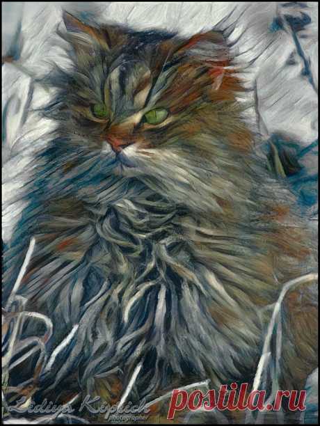 Яндекс.Фотки