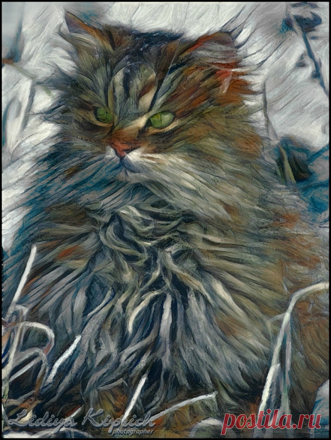 Яндекс.Фотки