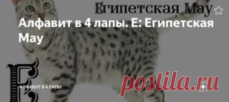 Алфавит в 4 лапы. Расскажет вам о породе кошек которой покланялись в Древнем Египте