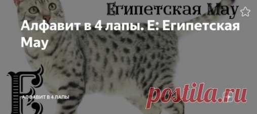 Алфавит в 4 лапы. Расскажет вам о породе кошек которой покланялись в Древнем Египте
