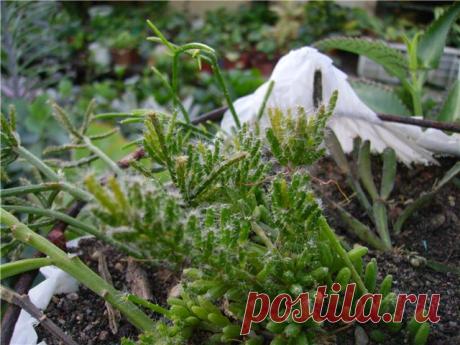 Рипсалис (Rhipsalis)