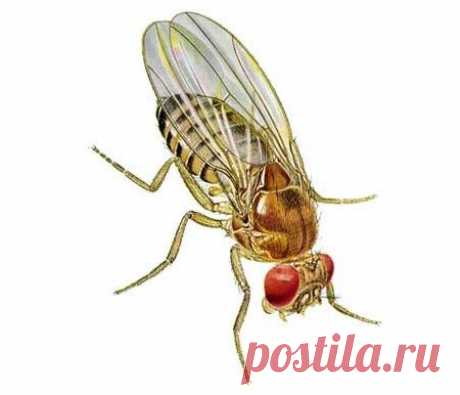 Как избавиться от мошек дома