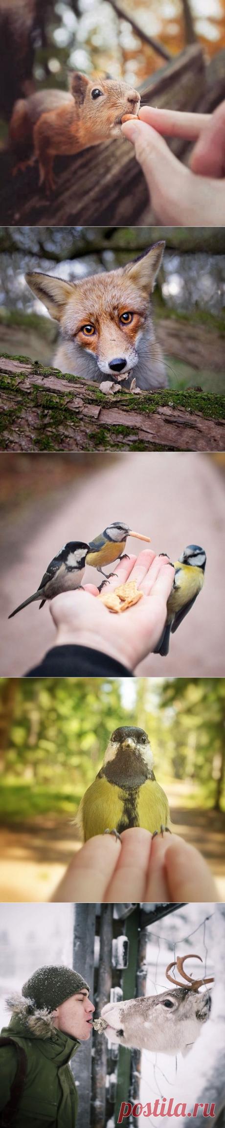 20 снимков фотографа, с которым дружат животные