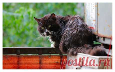 35PHOTO - Александр Мартынов - Котэ жарко!