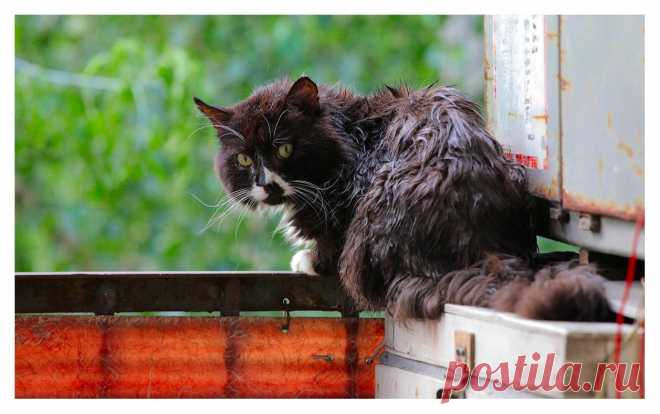 35PHOTO - Александр Мартынов - Котэ жарко!