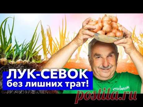 ЛУК-СЕВОК БОЛЬШЕ НЕ ПОКУПАЮ! Почти бесплатно получаю много отличных луковиц за один сезон