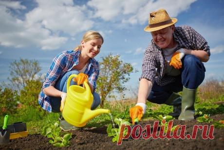 Секреты садовода 
1. Йод для капусты В ведро воды добавить 40 капель йода. Когда начнет формироваться кочан, поливать капусту под растение по 1 литру. 2. Ускорение пророста Чтобы семена быстрее проросли их замачивают …