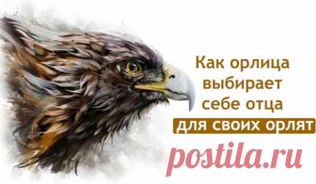 Вы знаете, как орлица выбирает себе отца для своих орлят?