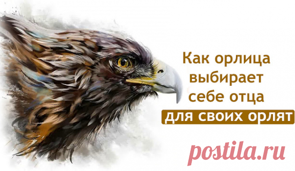 Вы знаете, как орлица выбирает себе отца для своих орлят?
