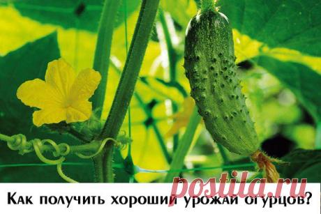 Календарь садовода