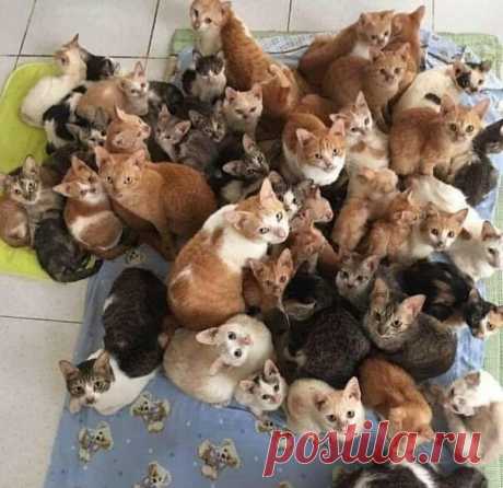 Небольшая коллекция котиков