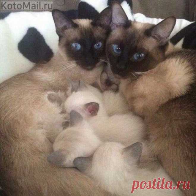 Счастливая семья