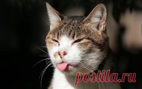 Коты способны не только мурчать, есть и спать, но и смешить