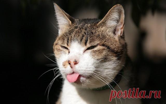 Коты способны не только мурчать, есть и спать, но и смешить