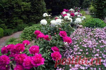 Что делать с пионами после цветения – уход и обрезка