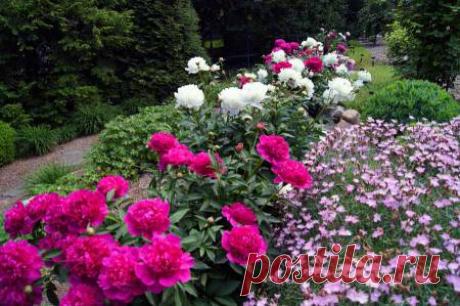 Что делать с пионами после цветения – уход и обрезка