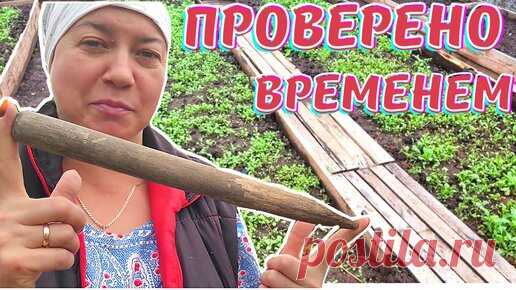 ПОСАДКА ОЗИМОГО КРУПНОГО ЧЕСНОКА | Лара Лапкина-жизнь без суеты | Дзен