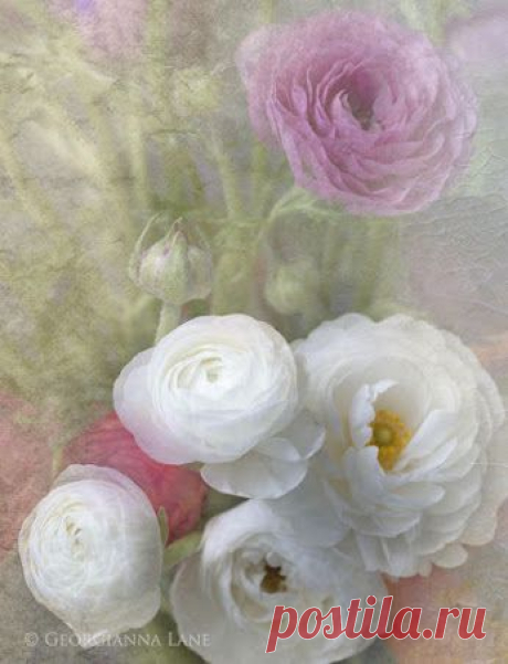 Google+ – #flowers