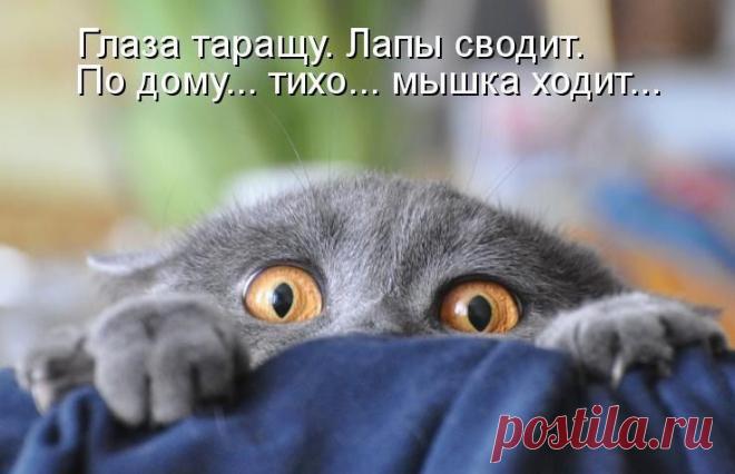 Поймет каждый у кого не 1 кот дома))