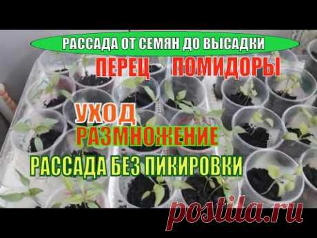УХОД ЗА МОЛОДОЙ РАССАДОЙ / РАЗМНОЖЕНИЕ / ПОЛИВ / РАССАДА БЕЗ ПИКИРОВКИ / Рассада на подоконнике
