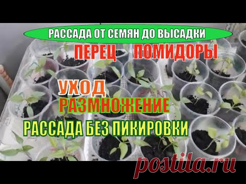 УХОД ЗА МОЛОДОЙ РАССАДОЙ / РАЗМНОЖЕНИЕ / ПОЛИВ / РАССАДА БЕЗ ПИКИРОВКИ / Рассада на подоконнике