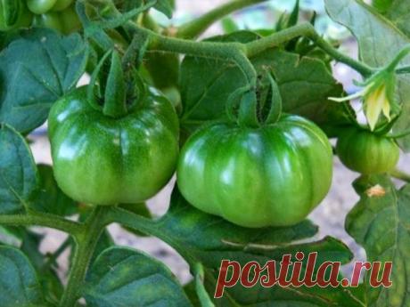 Лучшее средство для увеличения завязей и плодов томатов | уДачная грядка | Яндекс Дзен