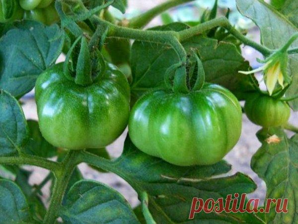 Лучшее средство для увеличения завязей и плодов томатов | уДачная грядка | Яндекс Дзен