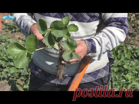 Как подготовить рассаду клубники к пересадке осенью.