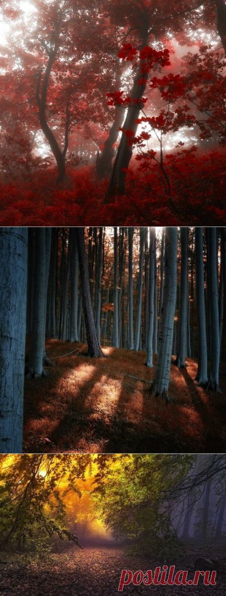 Сказочный лес