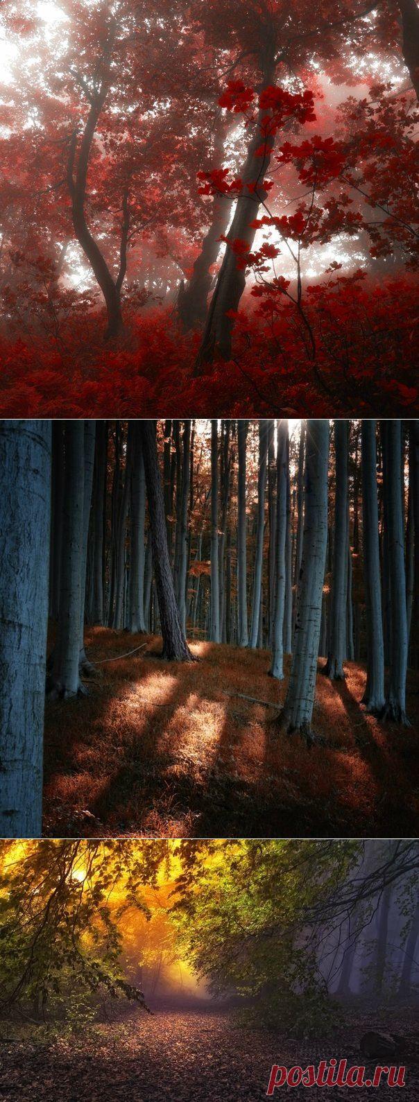 Сказочный лес