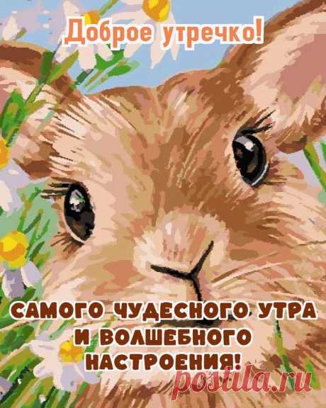 Доброе утро девушке