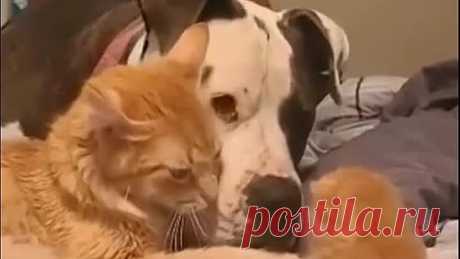 Мама знакомит котёнка с другом, очень мило 🥰