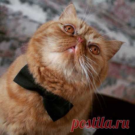 17 котов с плоскими мордами и разбитыми мечтами