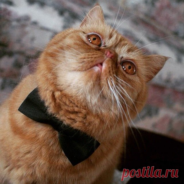 17 котов с плоскими мордами и разбитыми мечтами