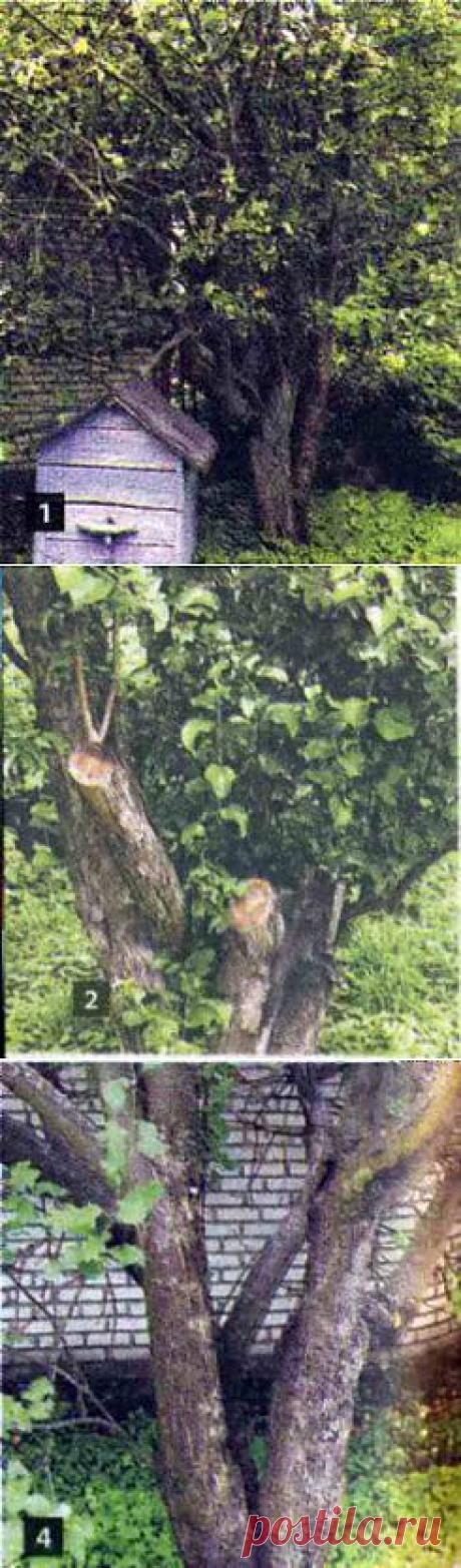 Перепрививка яблонь, девять яблонь — один ствол | Дача - впрок