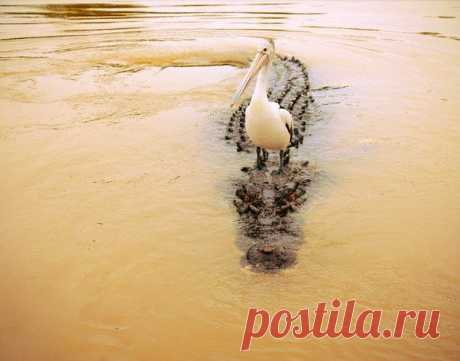 Укротитель крокодила