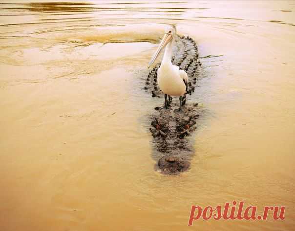 Укротитель крокодила