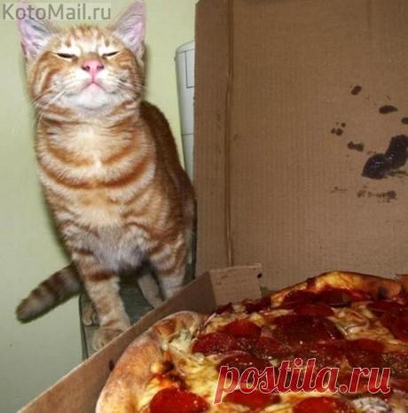 Фанат пиццы