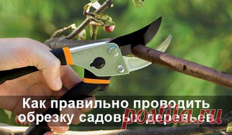 Как правильно проводить обрезку садовых деревьев Как сделать так, чтобы ваши плодовые деревья приобрели компактную форму, были удобными для ухода и урожайными? Достаточно немного уметь управлять ростом, густотой дерева и знать его болевые точки.